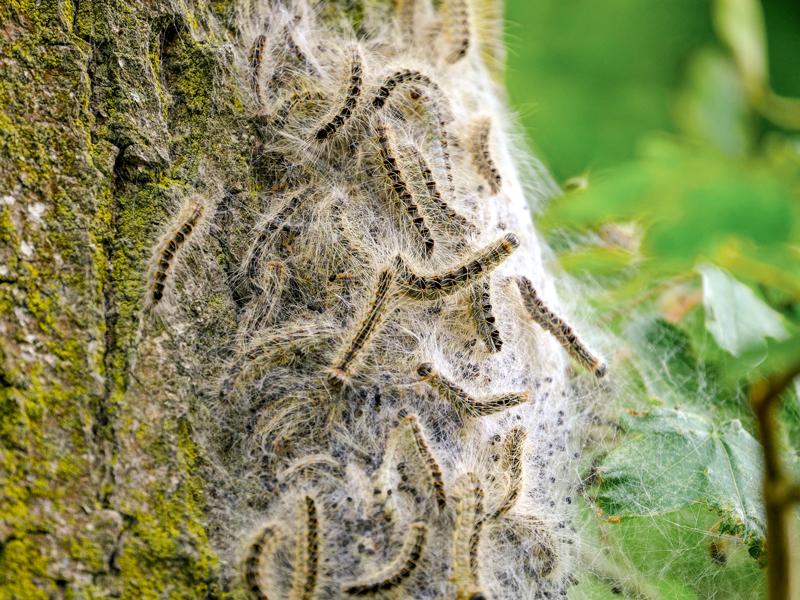 Chenille processionnaire du chêne sur un tronc de chêne