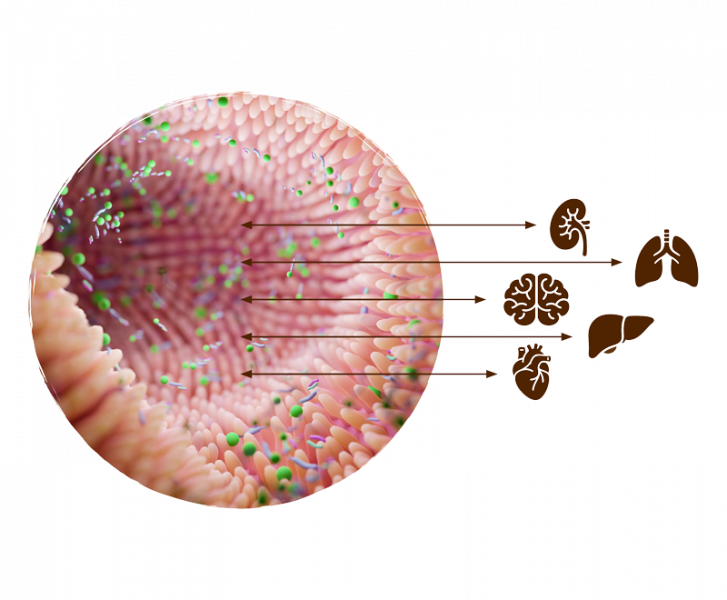 Illustration du microbiome